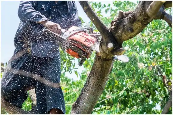 tree services Gouldsboro